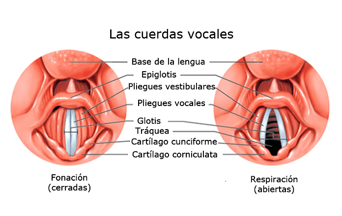 cuerdas vocales