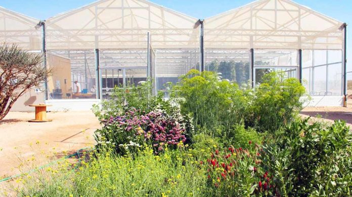 Cultivar en el desierto ya es posible con invernaderos que utilizan energía solar y agua del mar