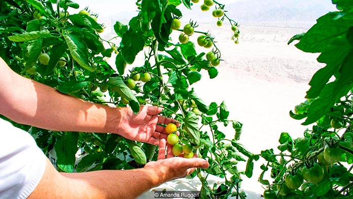 tomates que crecen cerca de la pared del invernadero