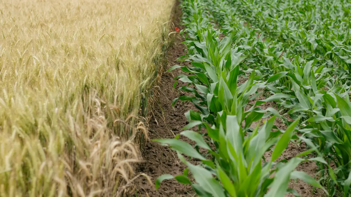 Nuevo estudio revela los efectos contrastantes de la agricultura orgánica en el uso de pesticidas cercanos