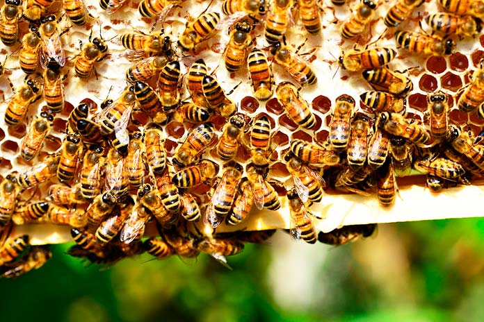 Daños causados a las abejas por la miel