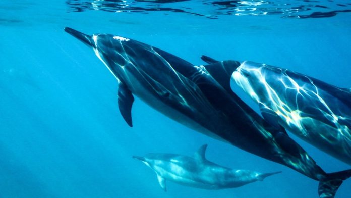 Delfines