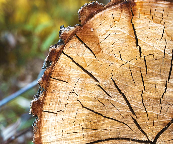 Primer plano al tronco de un árbol.