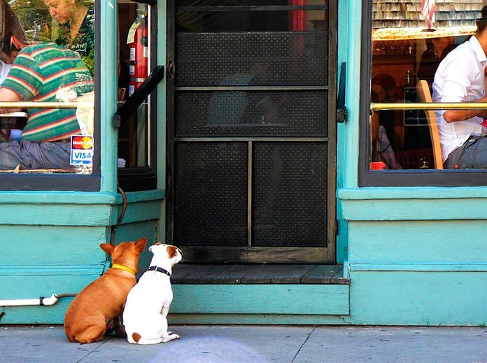 Limitar los derechos de las mascotas frena la economía y destapa muchas vergüenzas