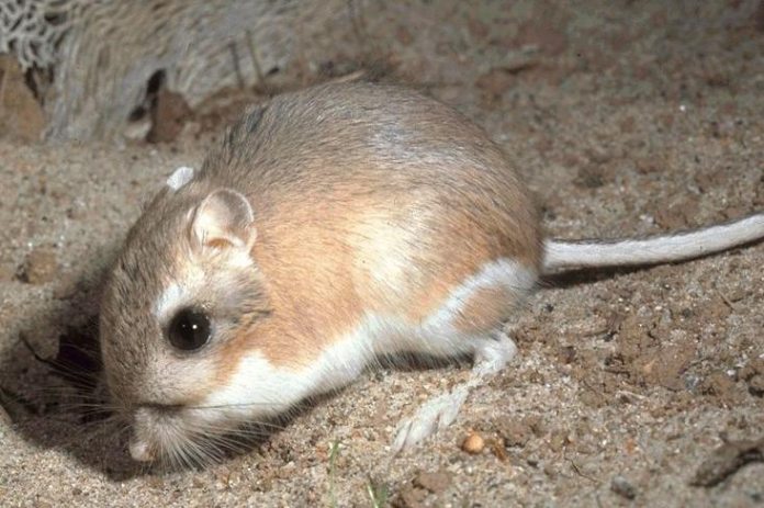 Rata canguro de Nueva Guinea