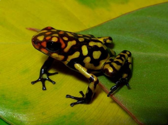 Oophaga histrionica: descubrimientos sorprendentes en el mundo animal