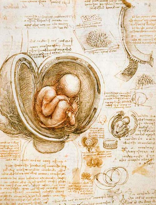 El feto en el útero