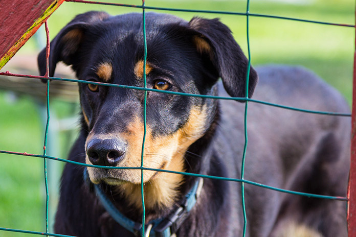 Perro detrás de cerco