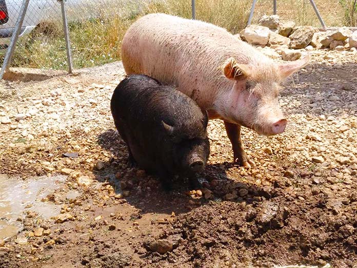 Fotografía de dos cerdos del Santuario "El Paraiso de Nora"