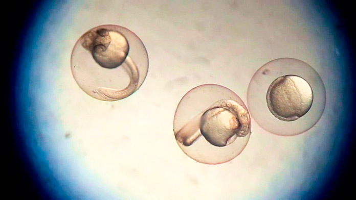 Embriones de peces cebra