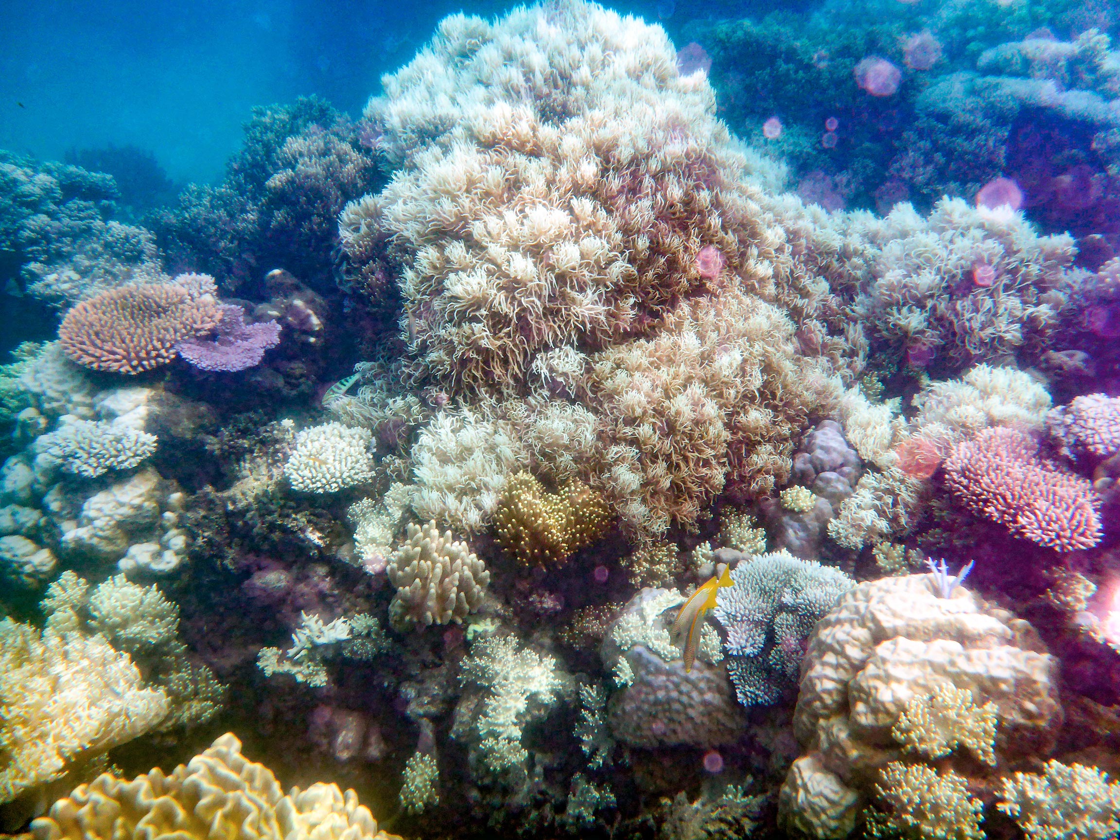 Corales de la Gran Barrera de Coral