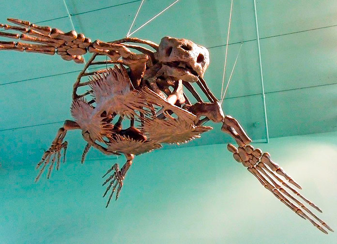 Esqueleto de la totuga Archelon