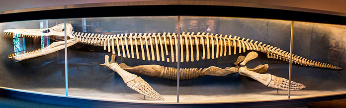 Esqueleto de un Kronosaurus