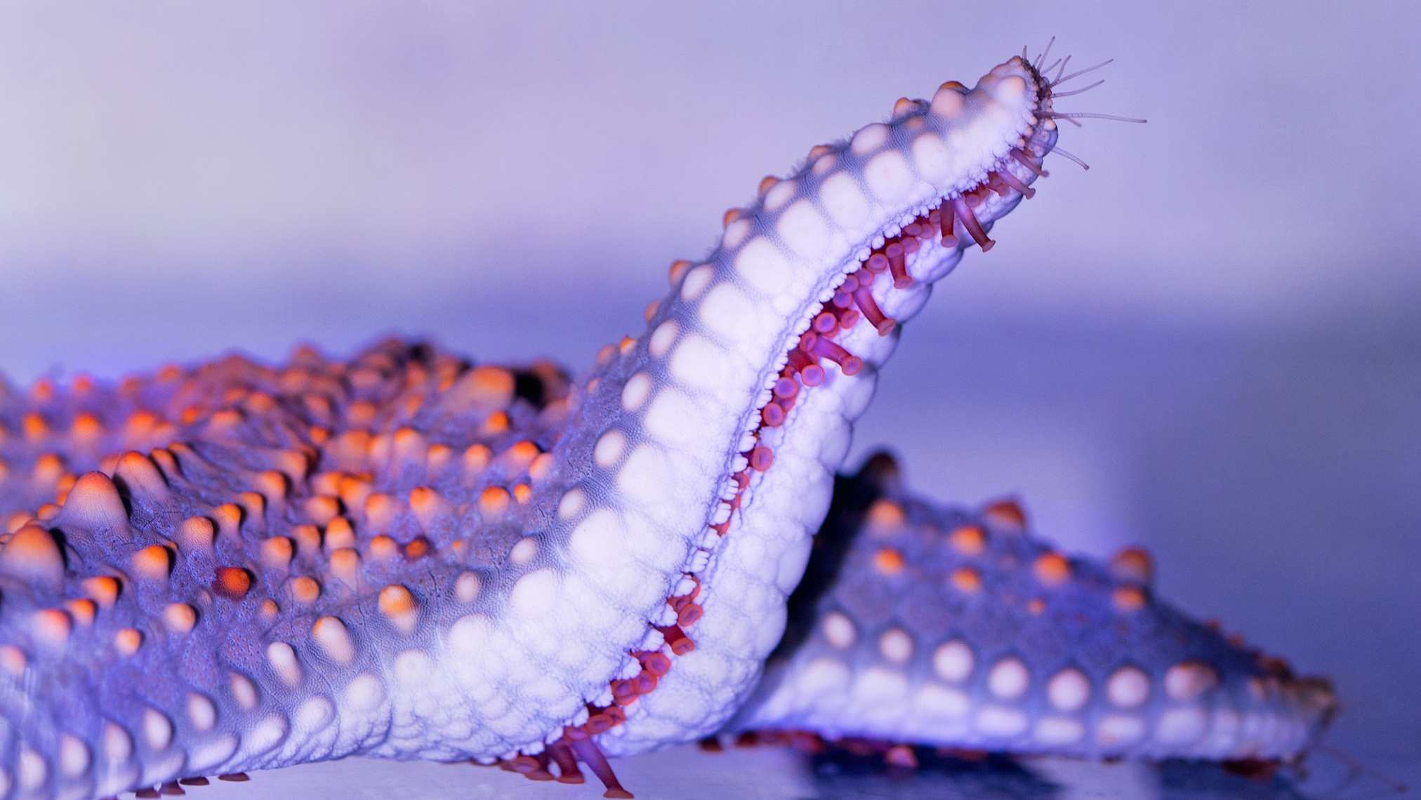 Las estrellas de mar: anatomía, reproducción, alimentación y sistema nervioso de esta rara especie viva sin cerebro