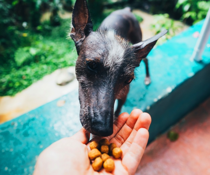 Perro comiendo croquetas.