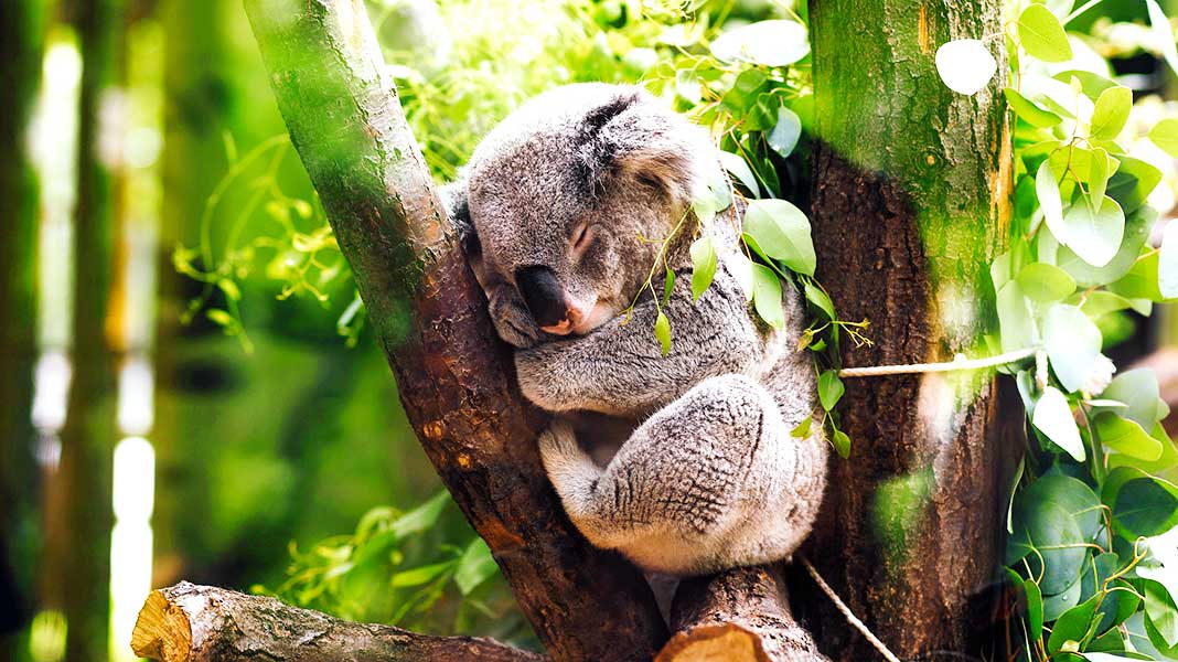 Los koalas están en «extinción funcional». Descubre qué es y por qué ocurre