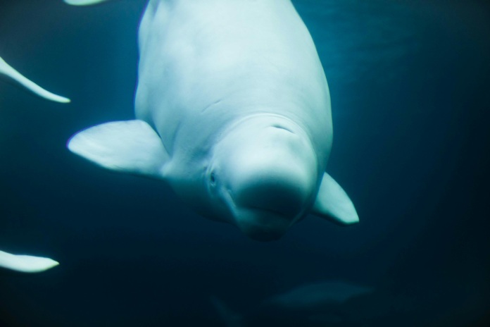 beluga