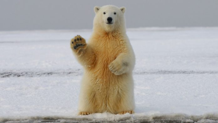 Fauna de los hielos perpetuos: Oso polar.