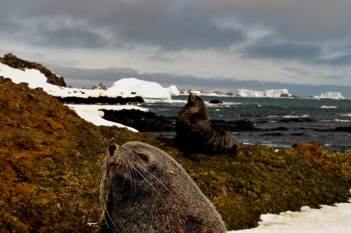 Foca Barbuda