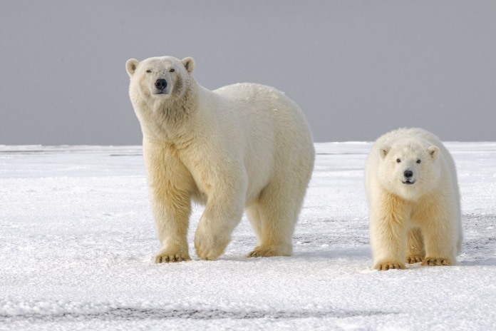 Fauna de hielos perpetuos: Oso polar y una cría.