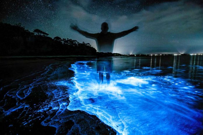 Fenómenos naturales bioluminiscencia