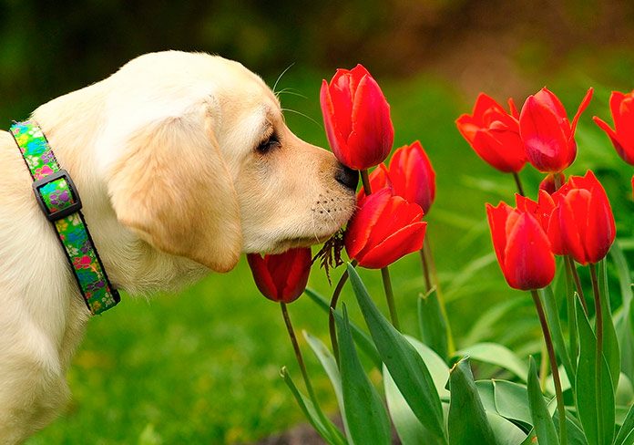 Cachorro de Golden Retriever oliendo flores