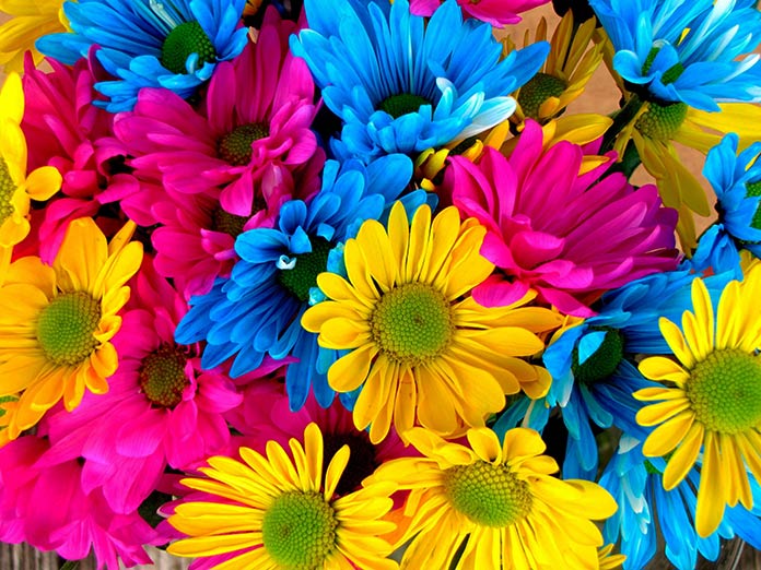 Flores de colores