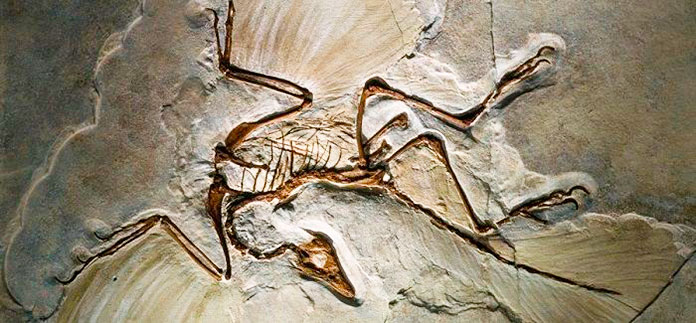 Fósil del ave archaeopteryx 