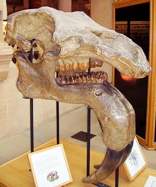 Fósil de un Dinoterio