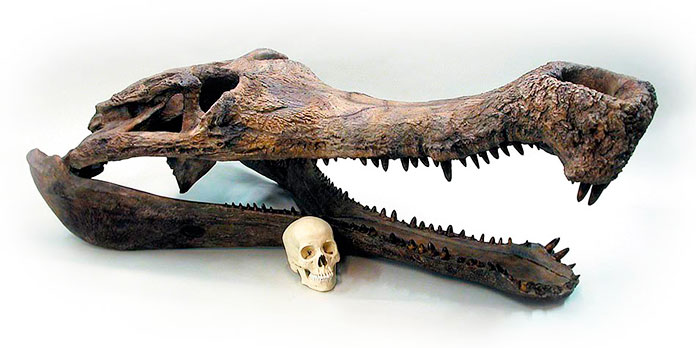 Fósil del cocodrilo supercroc
