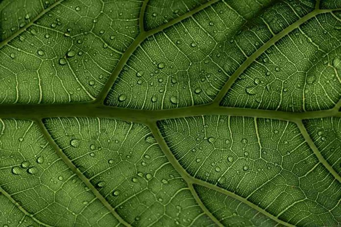 Hoja en zum, acercamiento, naturaleza, plantas, fotosíntesis artificial.