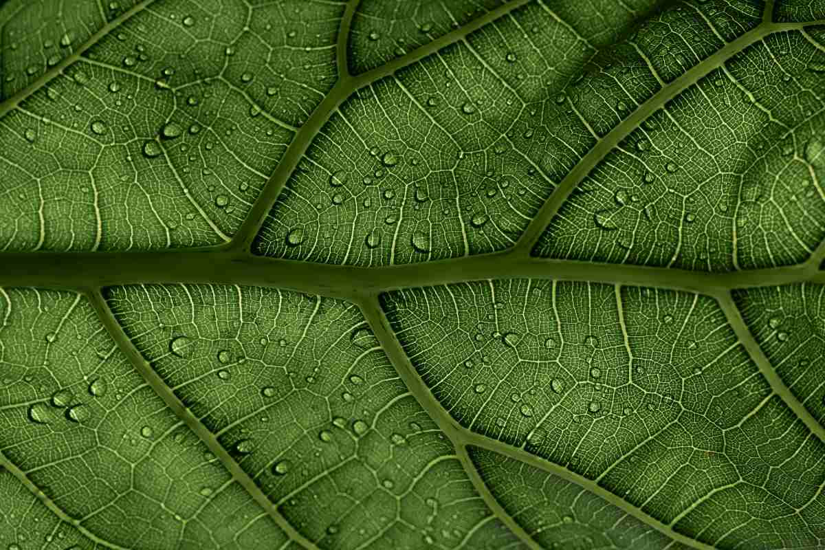 La fotosíntesis artificial: evolución, principios y avances tecnológicos para crear fuentes de energía sostenibles