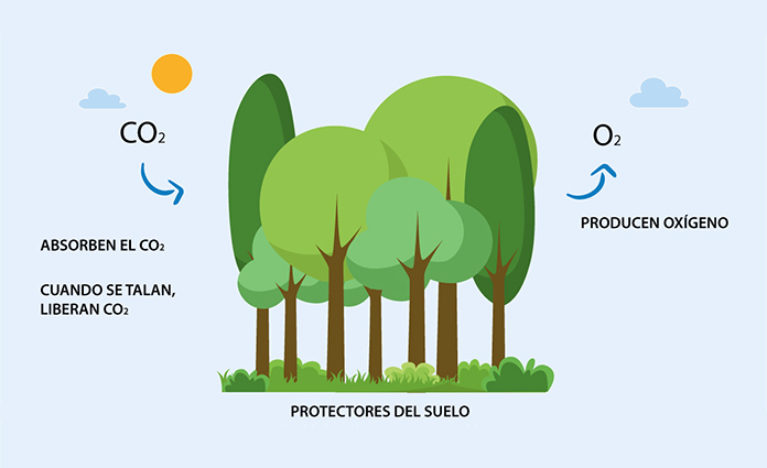 Funcion de los árboles en la Tierra