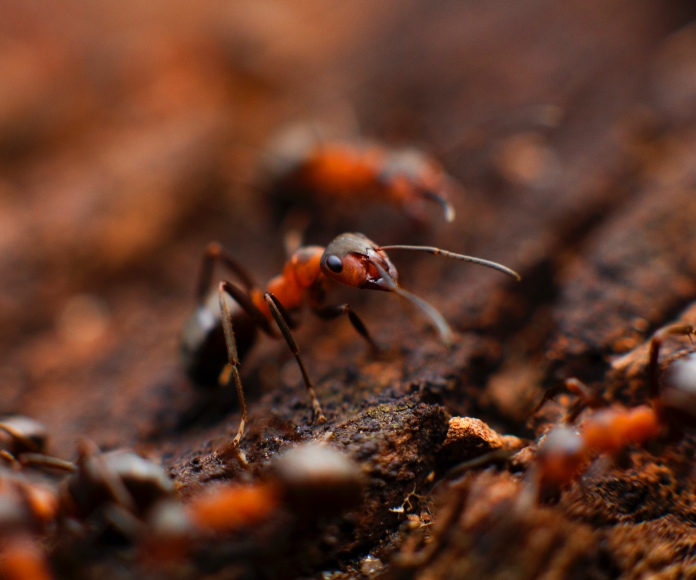 Acercamiento a un grupo de hormigas.