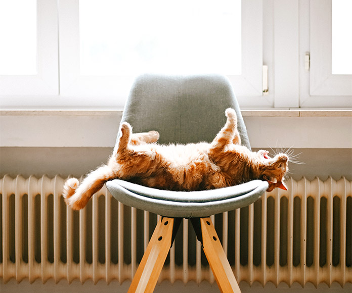 Gato boca arriba sobre una silla frente a un radiador