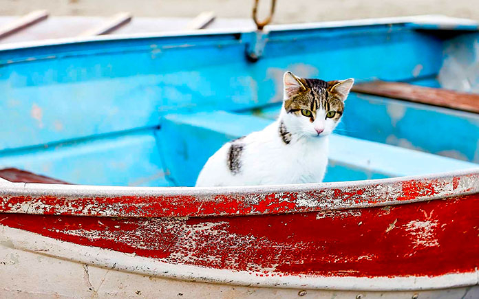 Gato sentado en una barca en Grecia
