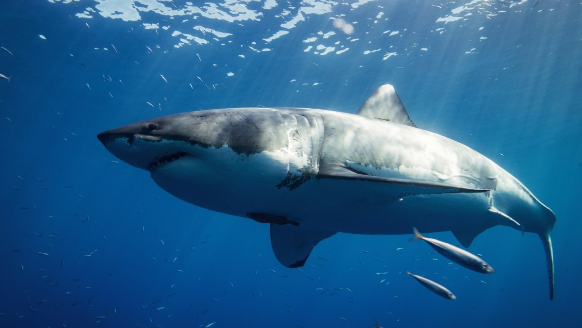 Unos científicos marinos revelan que los tiburones blancos jóvenes escogen aguas cálidas y poco profundas para permanecer cerca de la costa