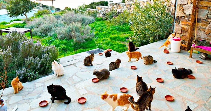 Gatos en el porche delantero del santuario God's Little People Cat Rescue