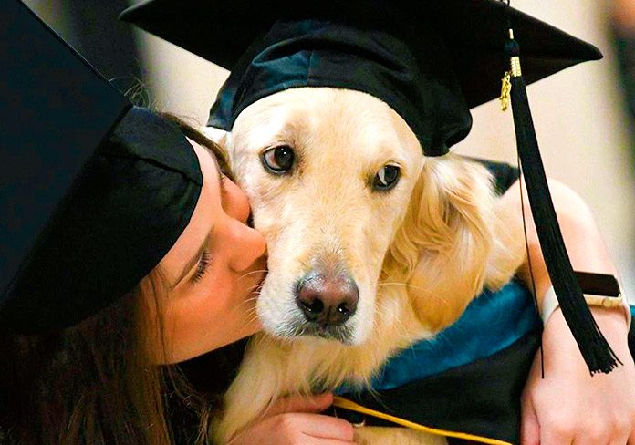 Griffin, el golden retriever que recibe título honorario universitario