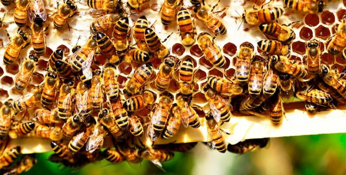 Una guerra entre abejas melíferas y especies salvajes.