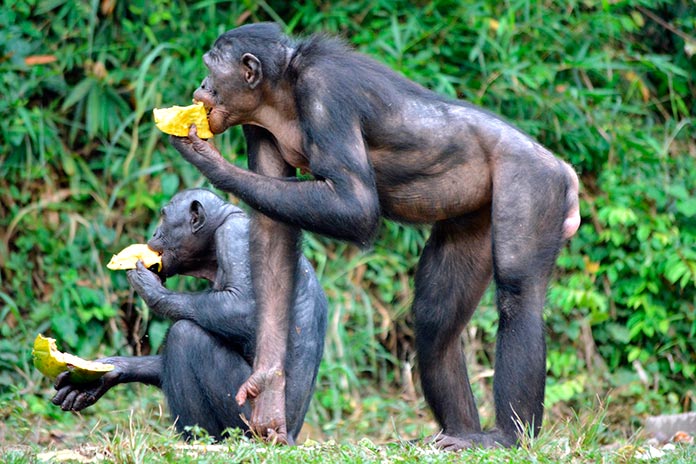 Hembras bonobos