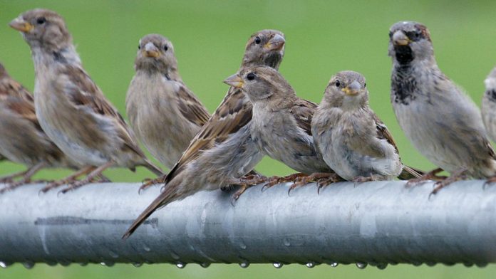 House Sparrows