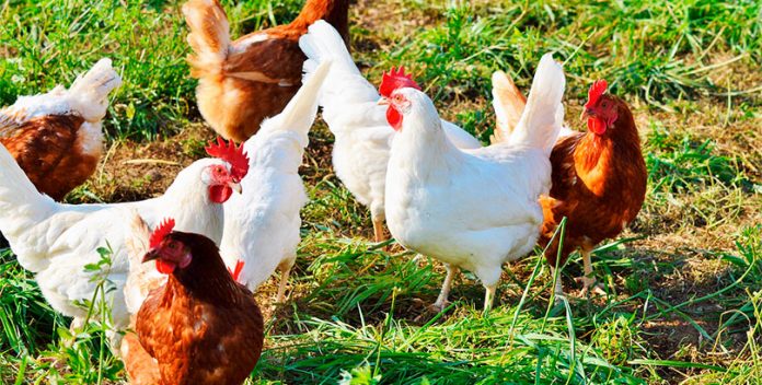 Los huevos de gallinas enjauladas desaparecen de Lidl España.