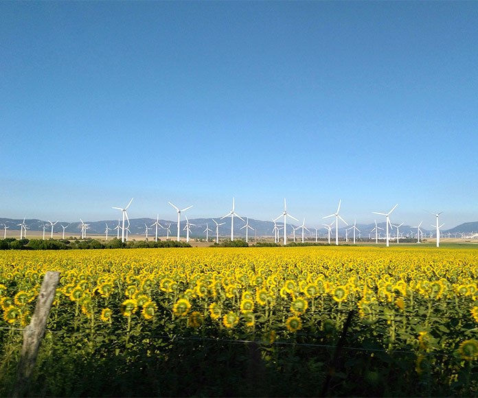 Campo de girasoles y turbinas de viento