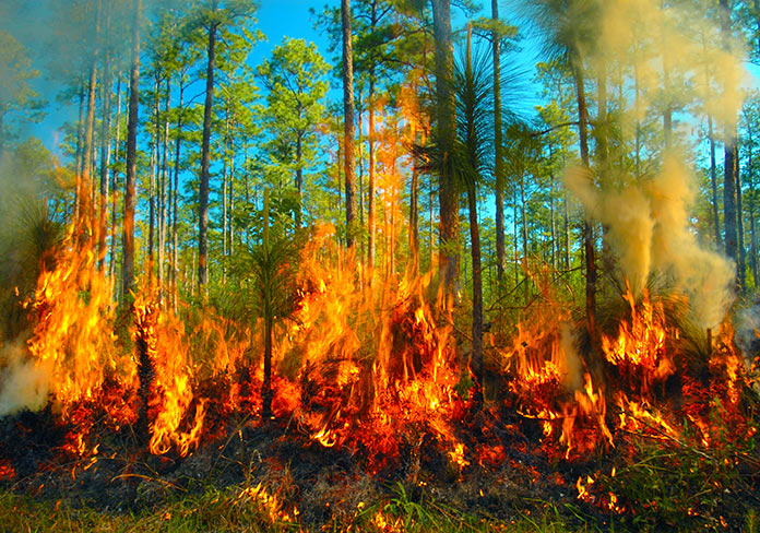 Van 6 mil 506 incendios forestales este año