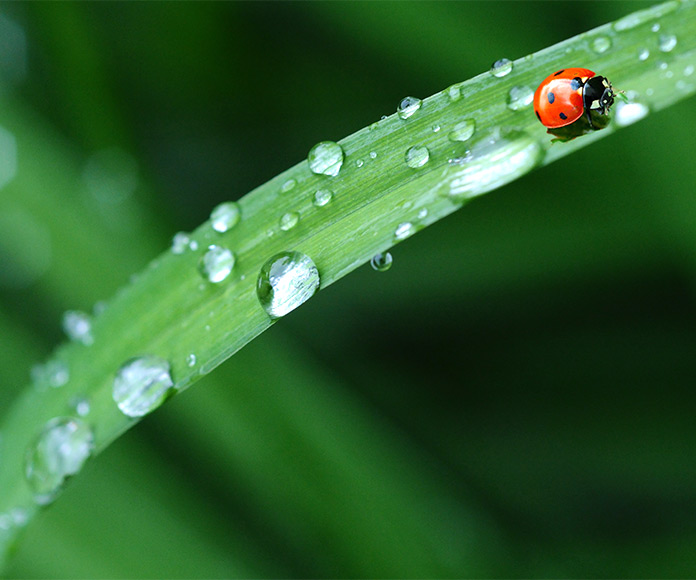 Mariquita en una hoja verde llena de gotas de agua