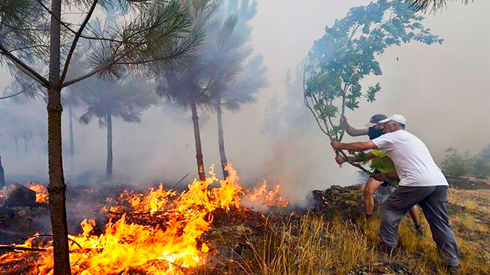 Los incendios forestales traen consecuencias devastadoras