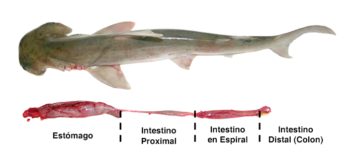 Tracto digestivo del tiburón cabeza de pala