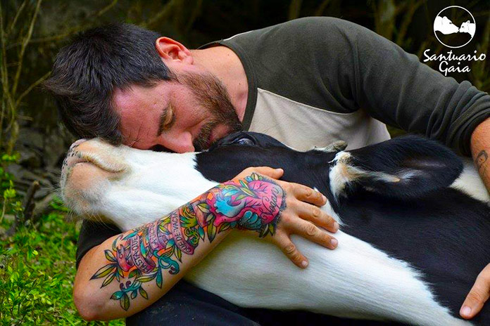 Fotografía de Ismael López (uno de los fundadores del Santuario Gaia) con una vaca