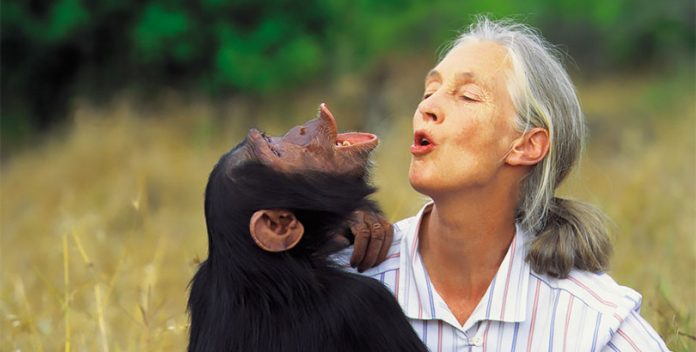 El documental sobre Jane Goodall en 